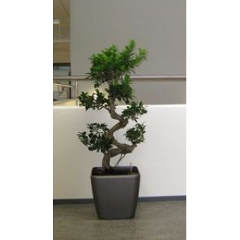Ficus microcarpa bonsai 35/100 cm in Lechuza quadro 43 cm
